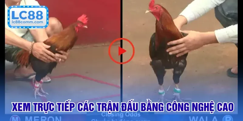 Xem trực tiếp các trận đấu bằng công nghệ cao
